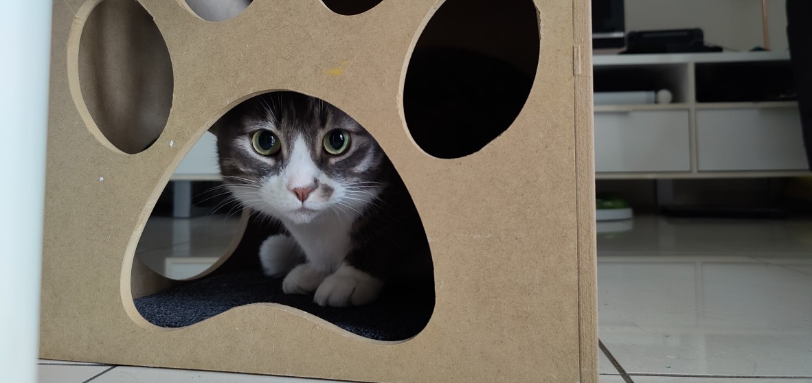 cat peering at camera while hiding in mdf box with paw-print shaped cutout