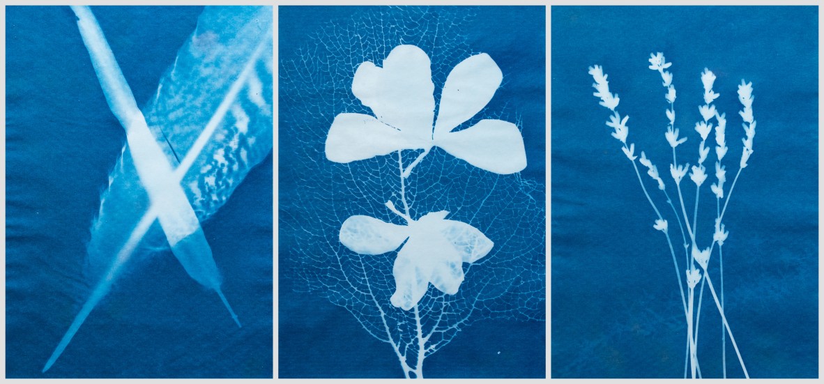 Cyanotype