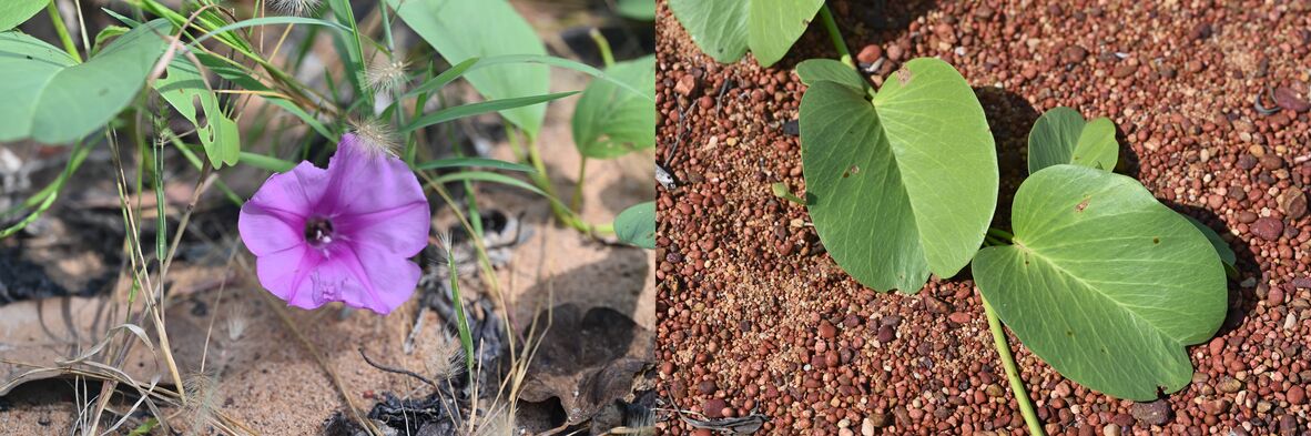 Ipomoea captured in Weipa.