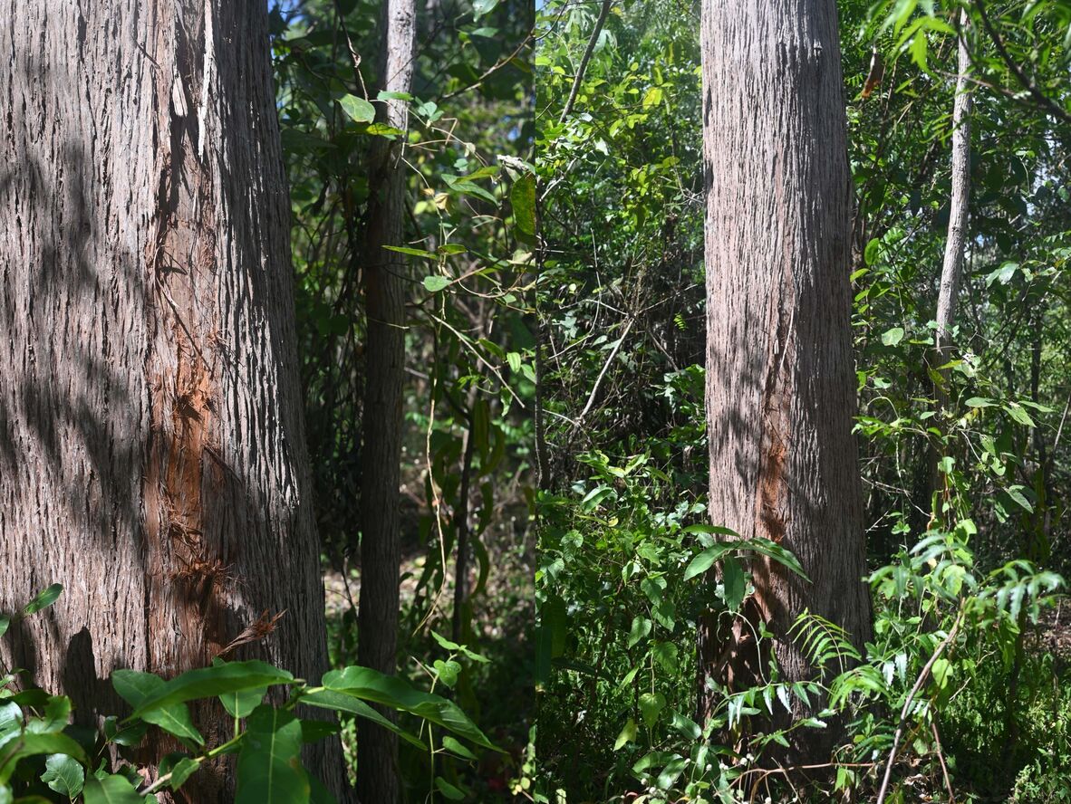 Recently harvested Messmate (inner bark).
