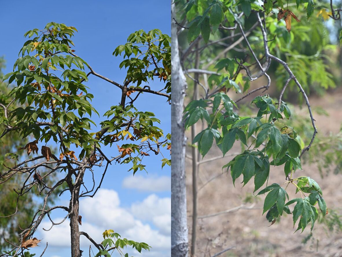 Native Cotton Tree in Weipa.