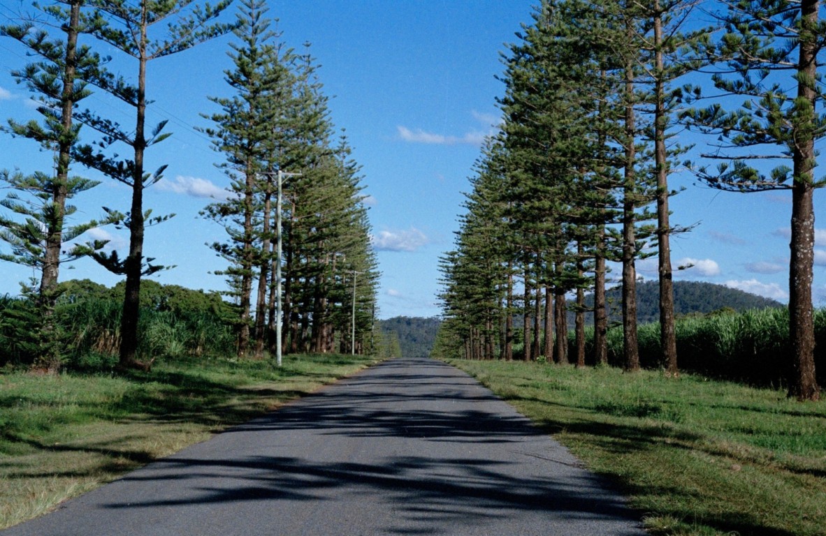 A line of trees beside a road