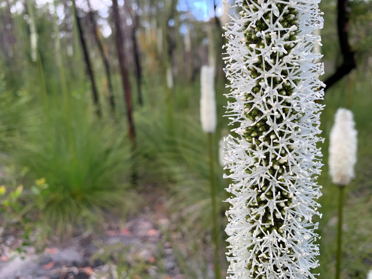 Flowering grass trees in the Great Sandy National Park on Gubbi Gubbi Country
