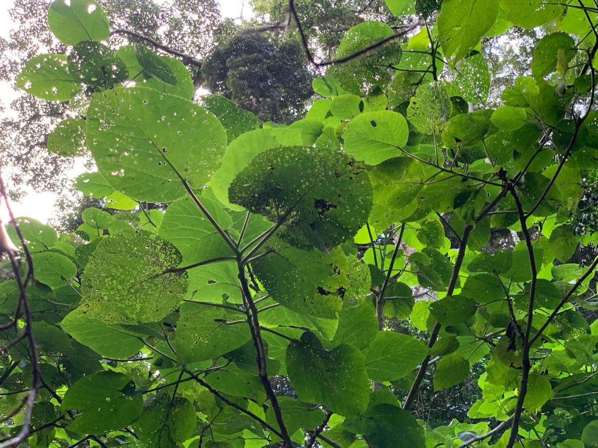 Dendrocnide excelsa along West Canungra Creek Circuit, Woonoongoora (Green Mountains section)