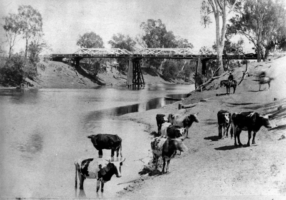 black and whit image of cows at a river with men on horseback in the background