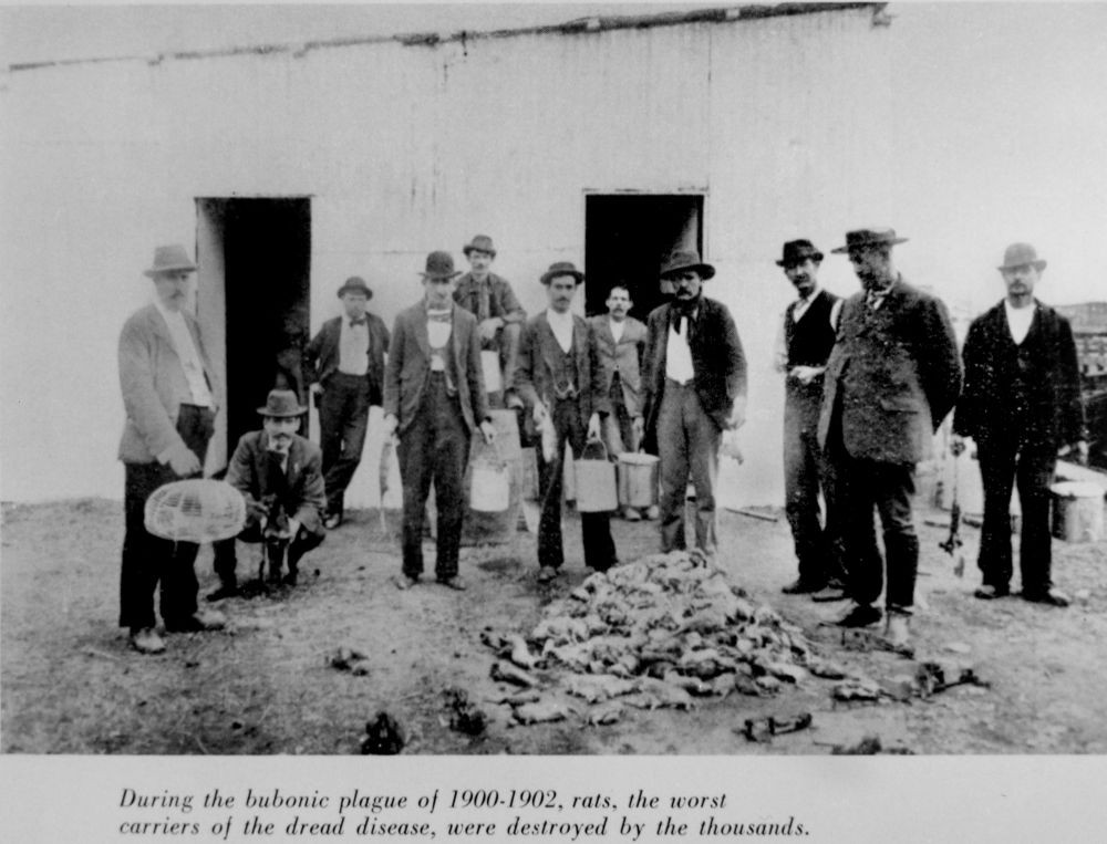 a group of people standing around a pile of dead plague rats 