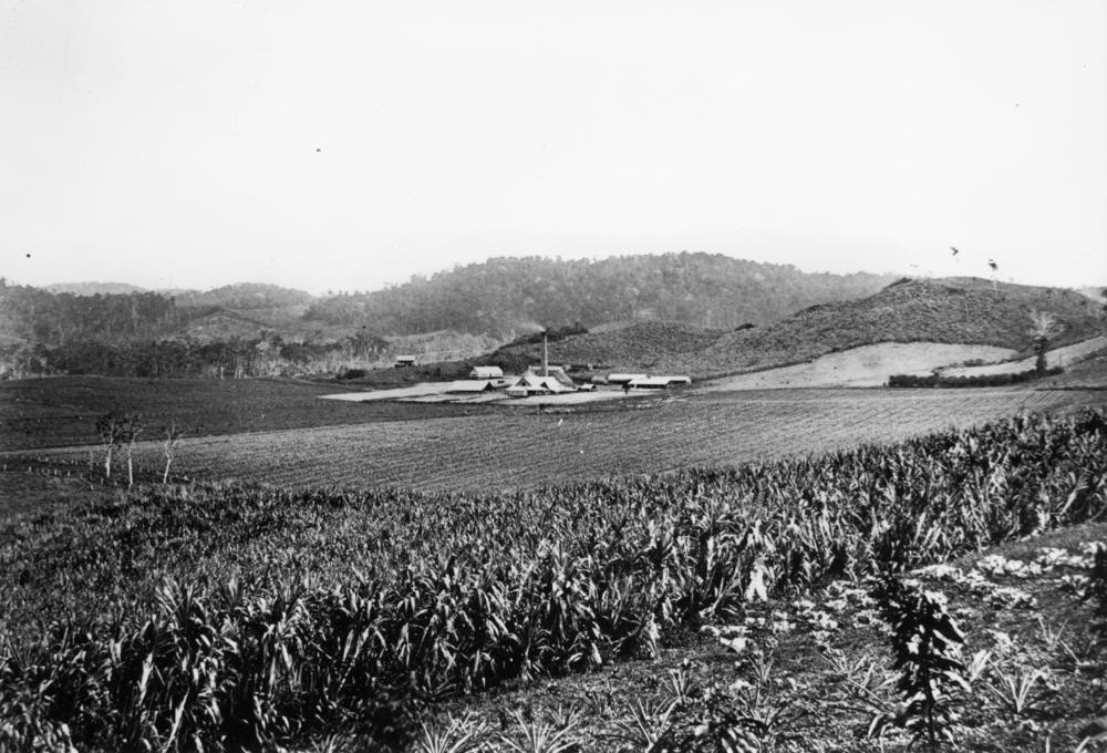  Cedars Sugar Plantation at Mackay ca 1880