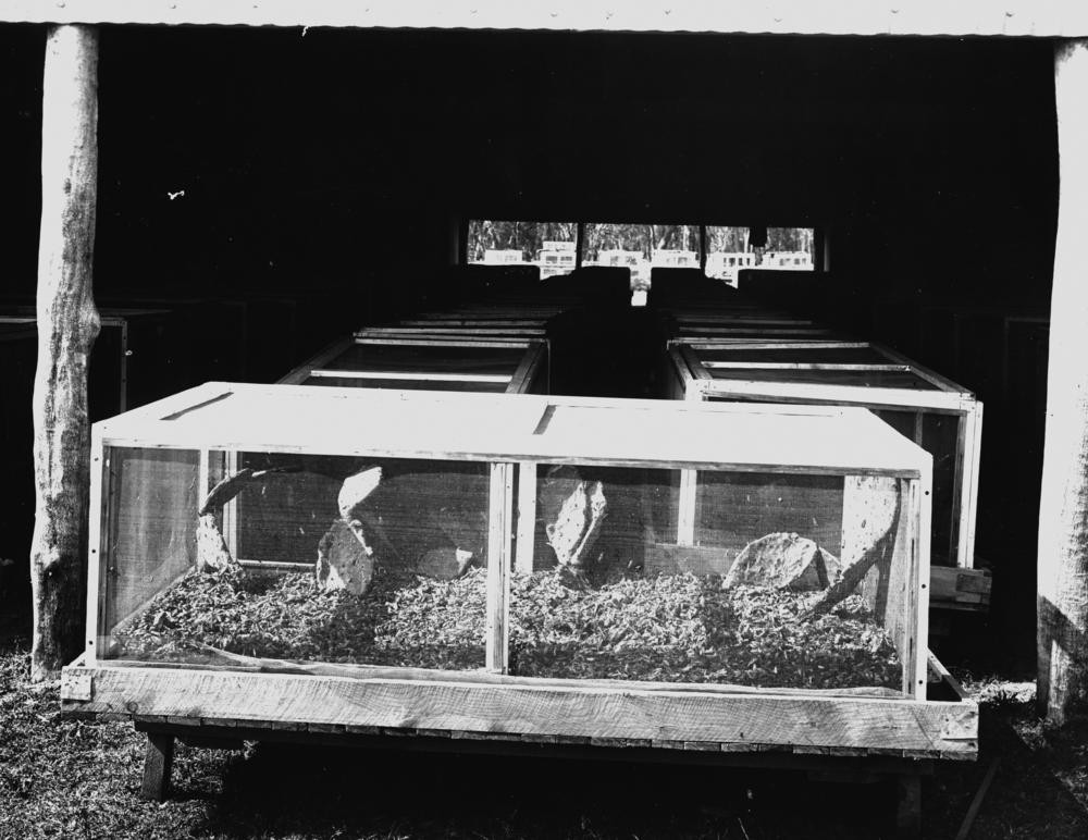 Cages containing prickly pear and Cactoblastis cactorum moths and their eggs fill a shed at the Chinchilla prickly pear experimental field station. 