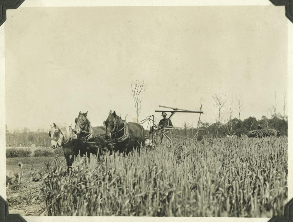 Harvesting the first crop of wheat on land reclaimed from Prickly Pear infestation Chinchilla 1933