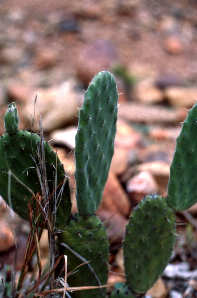 Green leaves of the prickly pear cactus plant at Clermont