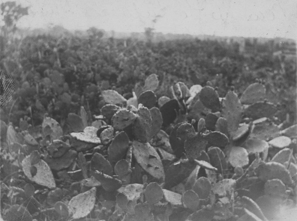 Pear on the Dulacca township