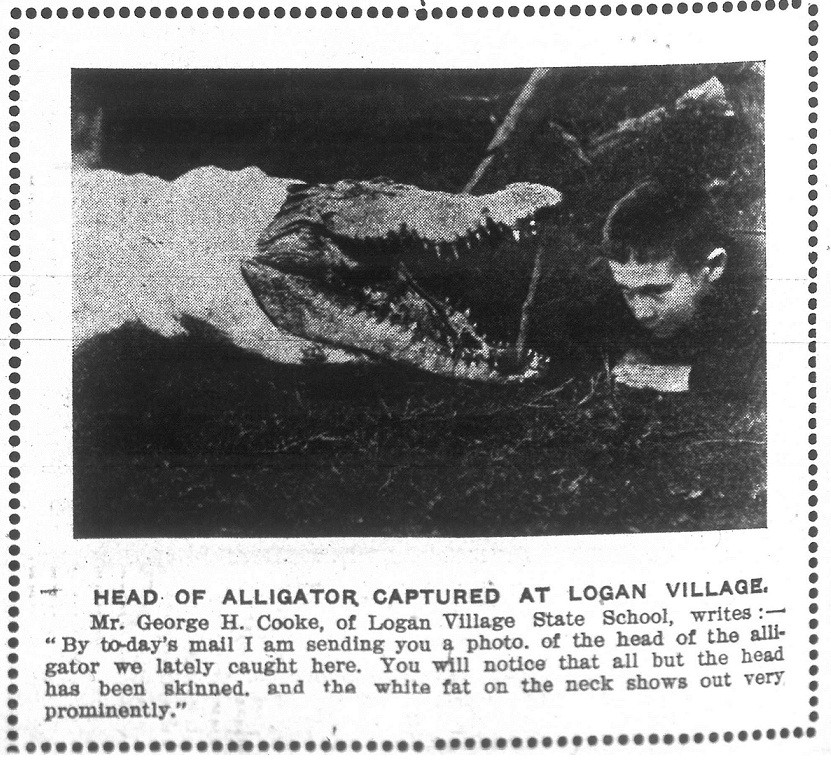 Head of a dead crocodile found in the Logan River