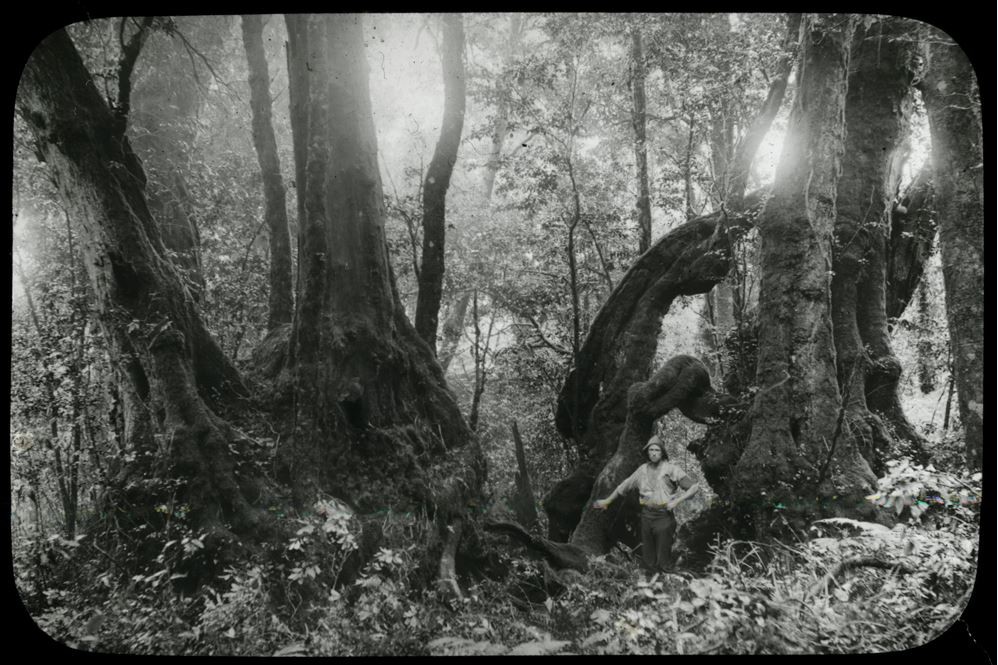 Antarctic beech trees in Lamington National Park, Queensland, 1909-1915