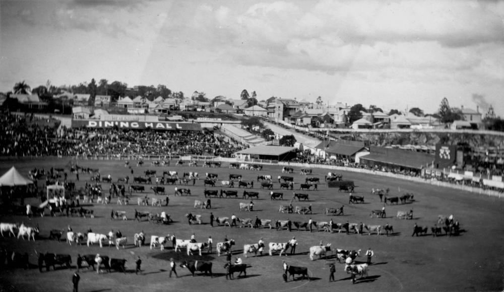 Cattle parading in the show ring in front of a large crowd at the Exhibition Ground, Brisbane 1914.