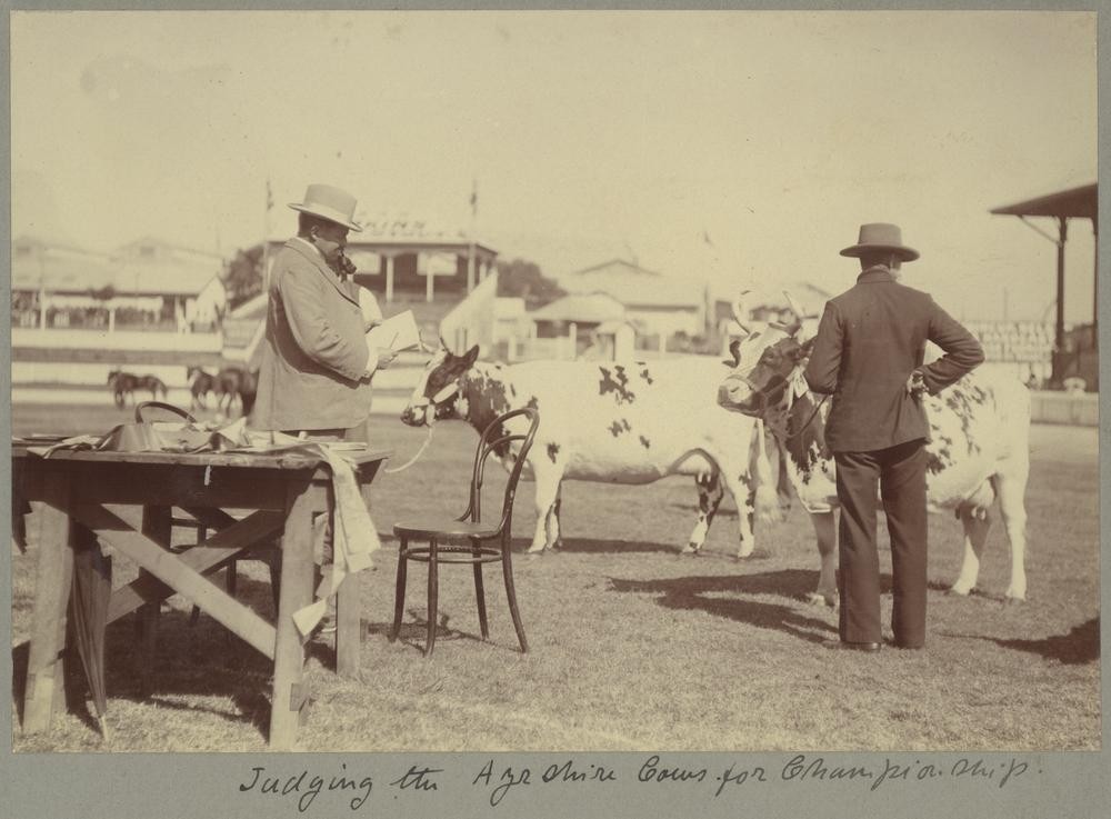 Judging the Ayrshire cows for the championship Brisbane Exhibition August 1907