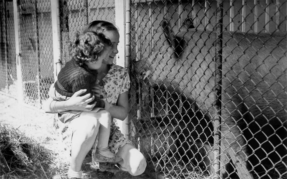 Young girl and toddler inspecting a pig in his enclosure RNA Show Brisbane 1940 John Oxley Library State Library of Queensland Image 193911