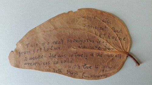 The gum leaf letter 1910 