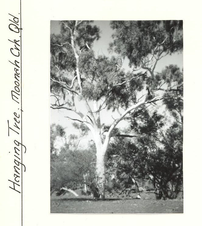 Moonah Creek, Haning Tree