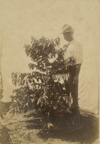 Man inspecting a coffee plant
