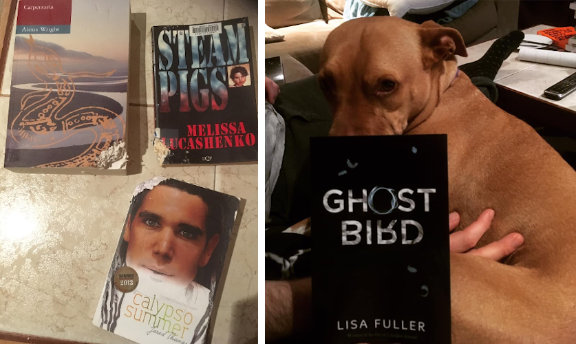 Two images the left is of three books that have been damaged and torn The right is of the book Ghost Bird which is black with white text and a few small blue feathers on the cover A brown dog is in the background looking sternly at the camera