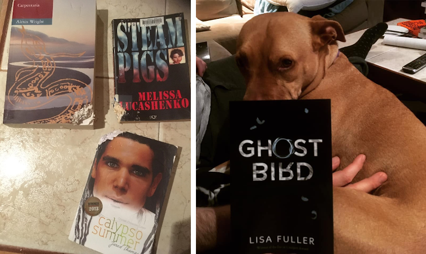 Two images: the left is of three books that have been damaged and torn. The right is of the book Ghost Bird which is black with white text and a few small blue feathers on the cover. A brown dog is in the background, looking sternly at the camera.