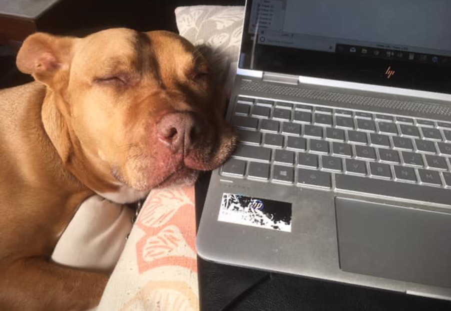 A dog taking a nap next to an open laptop.