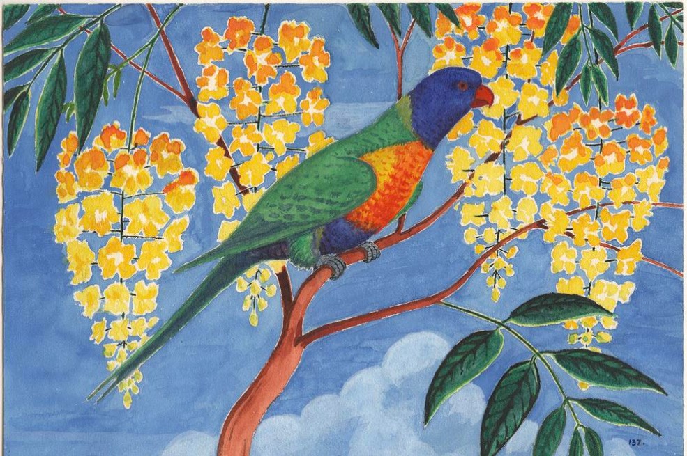 Rainbow lorikeet illustration from Margaret Lawrie Collection of Torres Strait Islands Material
