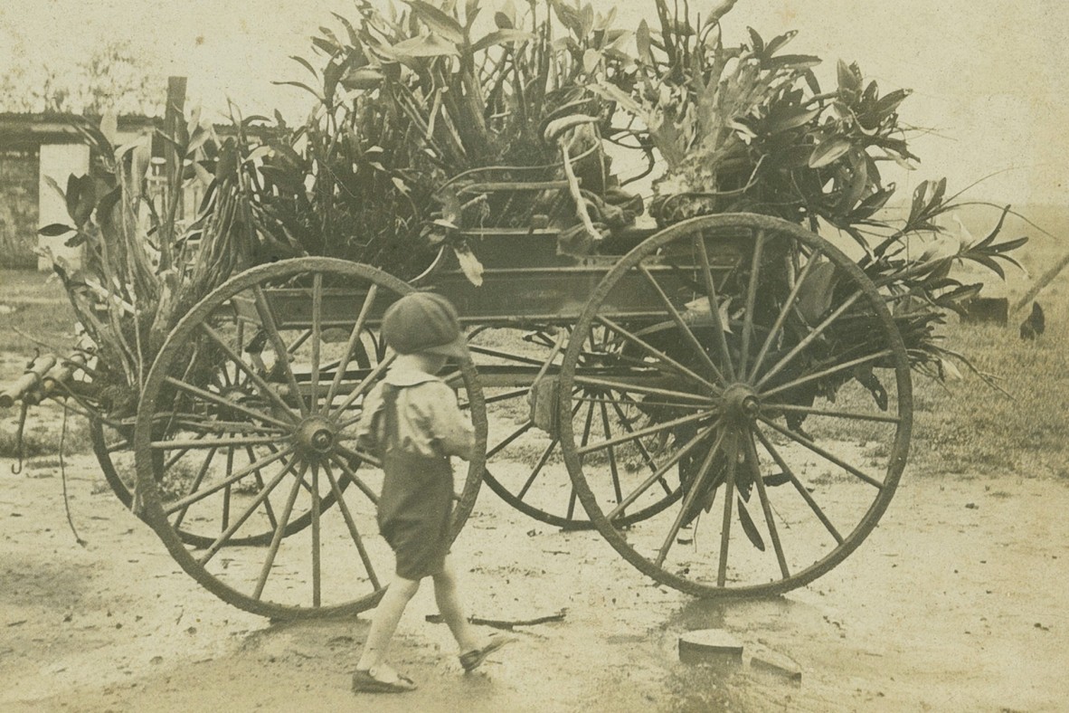 Young boy walking in front of a cart with orchids in 1921