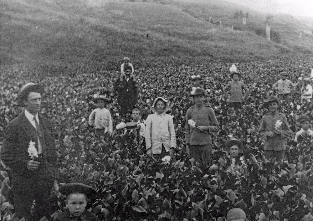 An archival, grainy, black-and-white photograph shows a large group of men, women, and children standing amidst a dense field of leafy green plants on a hillside. In the foreground on the left, a man in a dark suit, tie, and light hat holds a white flower. Other individuals, some wearing hats or holding flowers, are scattered throughout the crop-filled field, while a steep, grassy hill rises in the background.