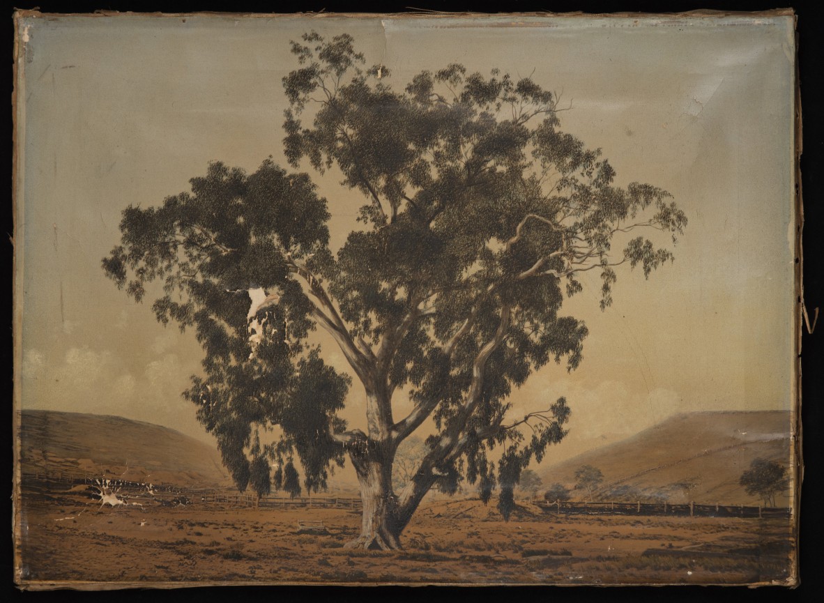 Artwork, Red Gum Tree by Richard Daintree