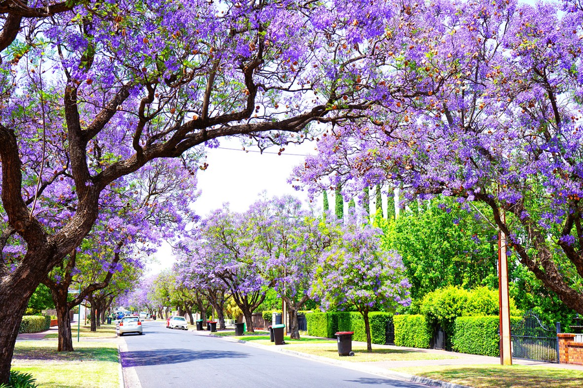 Streetscape trees