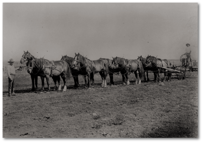 Elderslie Station team of horses