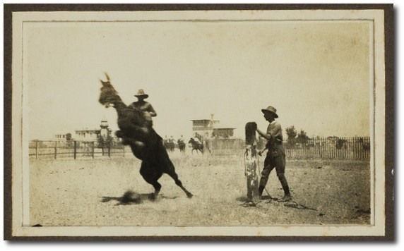 Australian Remount Unit breaking in horses in Egypt